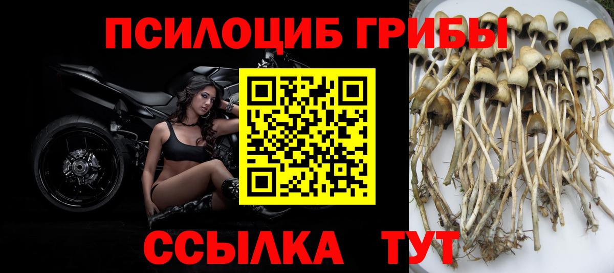 Псилоцибиновые грибы GOLDEN TEACHER Электрогорск